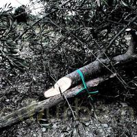 Cistio: abbattuti oltre 200 olivi. Azione intimidatoria a Vicchio. FOTO
