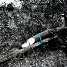 Cistio: abbattuti oltre 200 olivi. Azione intimidatoria a Vicchio. FOTO Cistio: abbattuti oltre 200 olivi. Azione intimidatoria a Vicchio. FOTO
