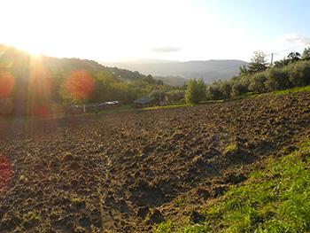 IMU terreni agricoli: Vicchio torna esente.